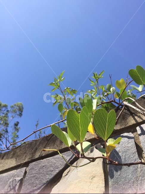 봄,들풀,하트,잎,하트잎,leaf,plant,식물