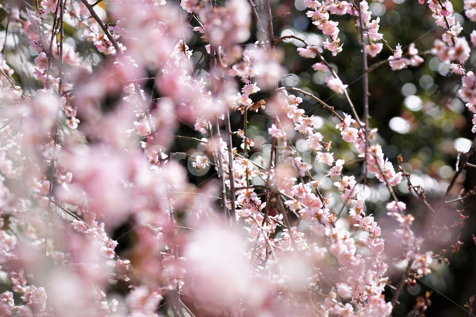봄,꽃,매화꽃,자연,식물,나무,핑크,따뜻함,계절,nature,spring,season,tree,pink,flower,봄,계절,spring,season,꽃,flower,plant,blossom