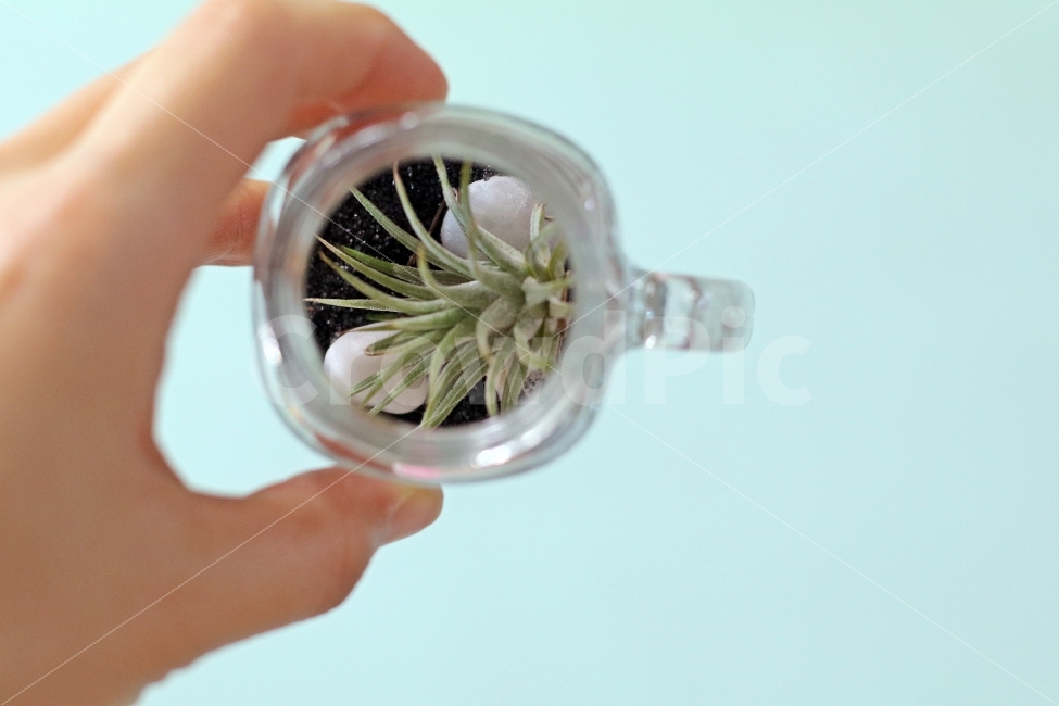 틸란시아,손,잡다,보다,안,유리병,유리,식물,풀,식물,자연,plants,nature,사람,인물,인간,human,person,연출,컨셉,콘셉,direction,concept