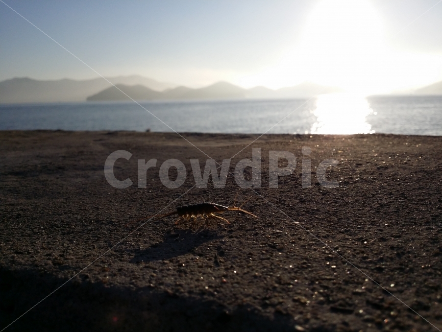 바다,아침,고요,생명,자연,해변,바다,beach,sea,동물,animal,어류,물고기,fish