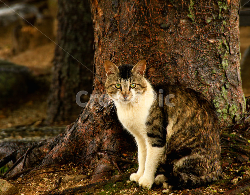 길고양이,고양이,동물,야생,눈빛,cat,tree,animal,교류,길냥이,반려동물,애완동물,포유류,야생고양이,포스,자신감,맹수,동물,animal,포유류,mammal,고양이,cat,kitten,kitty