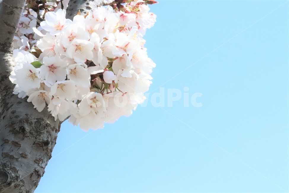 벚꽃,꽃,파랑,배경,풍경,식물