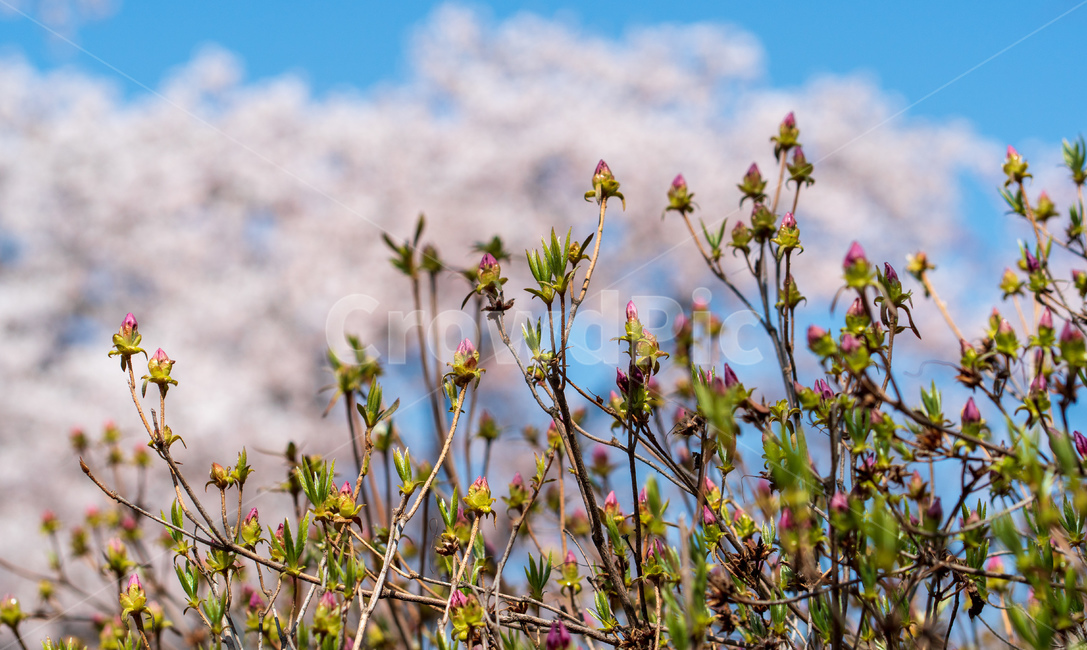 벚꽃,봄꽃,꽃,계절,spring,season,cherrymlossoms,꽃축제,파란하늘,푸른하늘,자연,가로수,벚꽃축제,연분홍색,핑크색,바탕,공원,flower,nature,garden,beautiful,예쁜,봄,나무,수수한