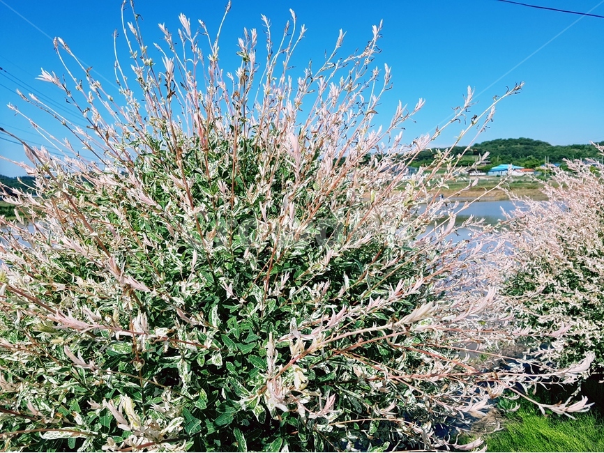 오색버들,흰색,핑크,나무,풍경,하늘,식물,자연,plants,nature,꽃,flower