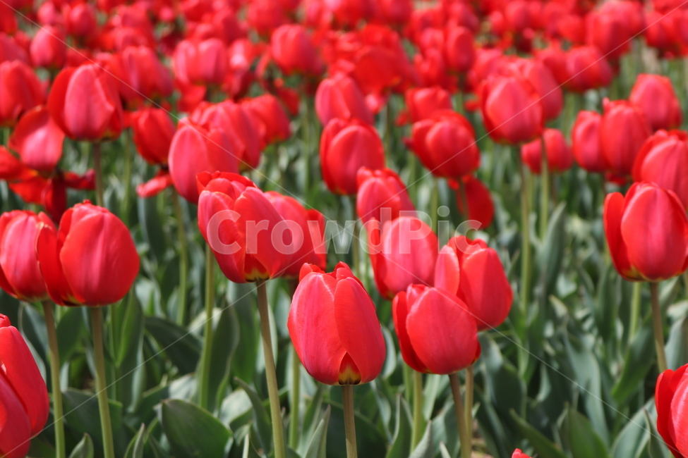 튤립,봄꽃,tulip,spring,튤립축제,flowers,식물,공원,꽃축제,배경,빨간색,colorful,beautiful,red,가든,화단,정원,봄,자연,꽃,plants,nature,landscape,식물,자연,plants,nature,꽃,flower
