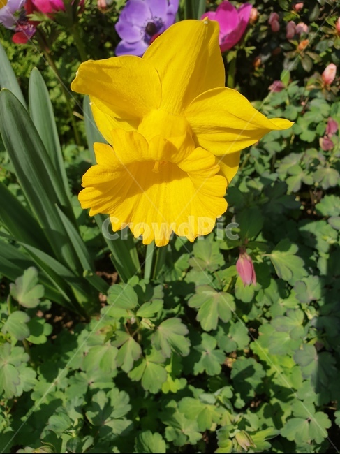 수선화,봄꽃,예쁜꽃,노랑색꽃,옐로우,식물,자연,plants,nature,꽃,flower