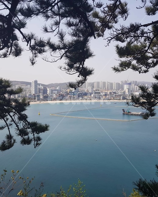 바다,나무,소나무,자연,하늘,푸른