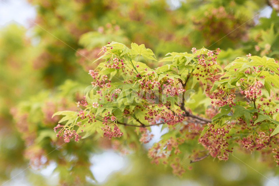 plant,식물,꽃,봄,자연,flower,flowers,spirng,nature,초록색,연두색,green,야외,outdoor,공원,park,식물,자연,plants,nature