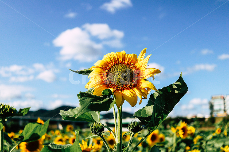 해바라기,sunflower,가을,하늘,꽃,plant,식물,flower