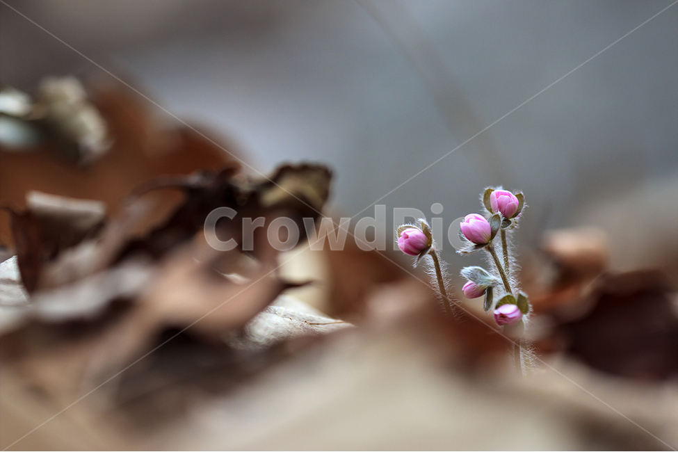 봄,노루귀,야생화,수리산,봄꽃,식물,자연,plants,nature,꽃,flower