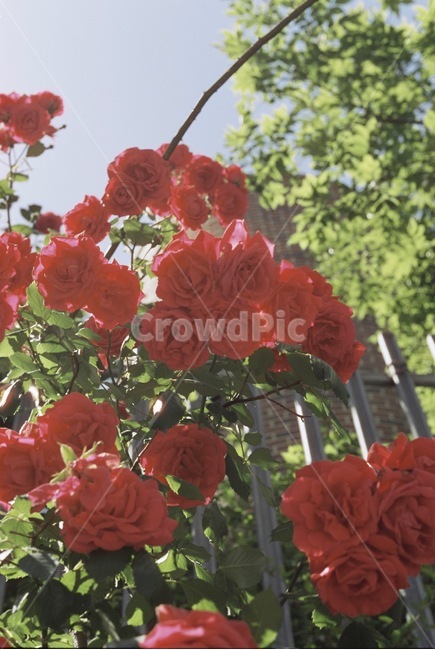 자연,감성,감성사진,장미,장미꽃,꽃,필름,필름카메라,필름사진,film,filmcamera,nature,rose,flower,plant,sensible,color,colorsensitivity,emotional,feeling