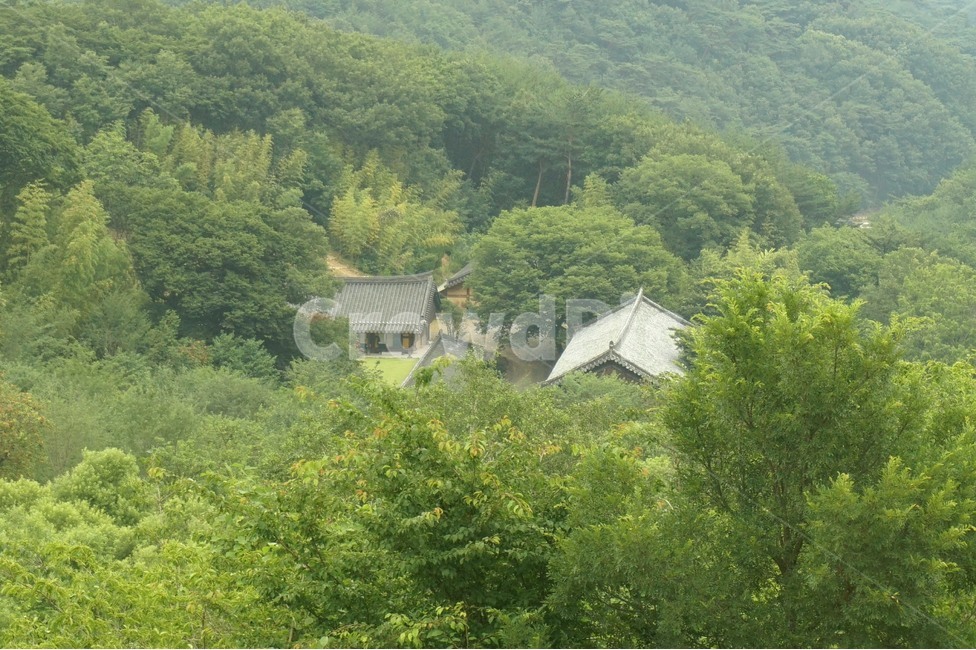 사찰,산,나무,그린,기와,숲,자연,temple,mountain,nature,tile,한국전통,한국문화,korean traditional,korean culture,건축물,건물외관,exterior,building,structure,architecture,construction