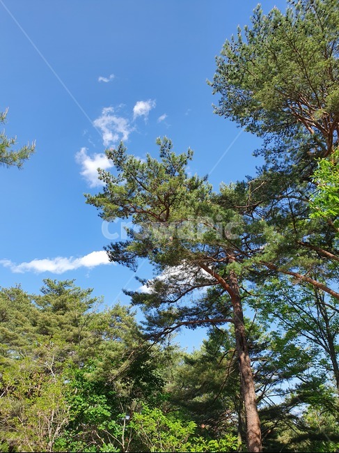 자연,하늘,산,자작나무,숲,풍경,배경,소나무