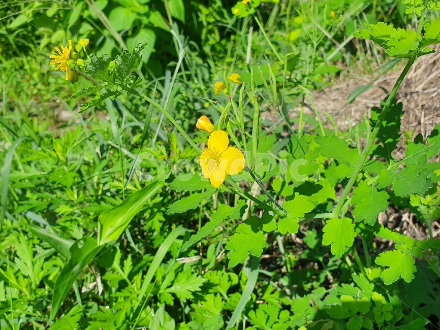 야생화,식물,plant,허브,herbs,들꽃,꽃,flower,blossom,노란색꽃,노란꽃,잡초,풍경,자연,nature,yellow,식물,자연,plants,nature,꽃,flower
