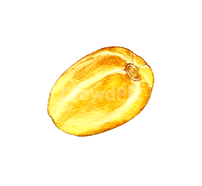 plant,식물,참외,수채화,과일,fruit,그래픽,일러스트레이션,graphic,illustration