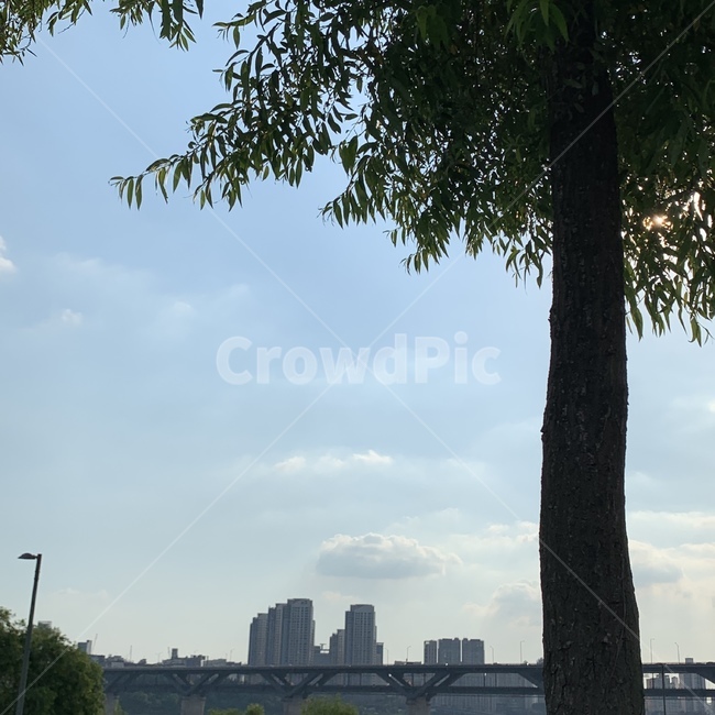 구름,나무,하늘,자연,cloud,tree,sky