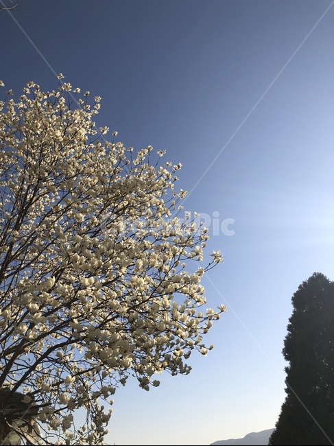 꽃,벚꽃,봄꽃,매화,plumblossom,하늘,봄하늘,sky