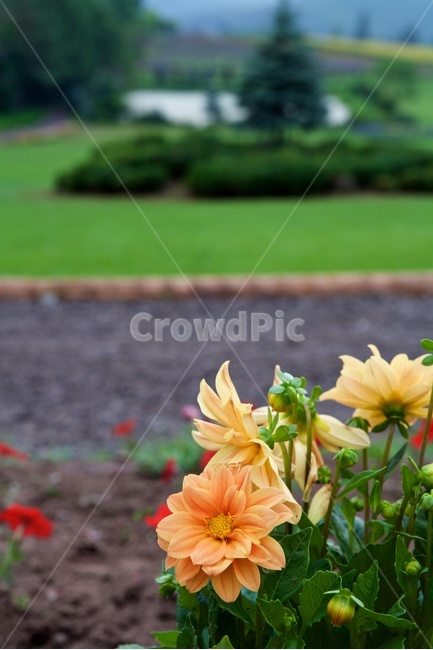 달리아,dahlia,꽃,꽃밭,9월탄생화,국화과,식물,자연,plants,nature,꽃,flower