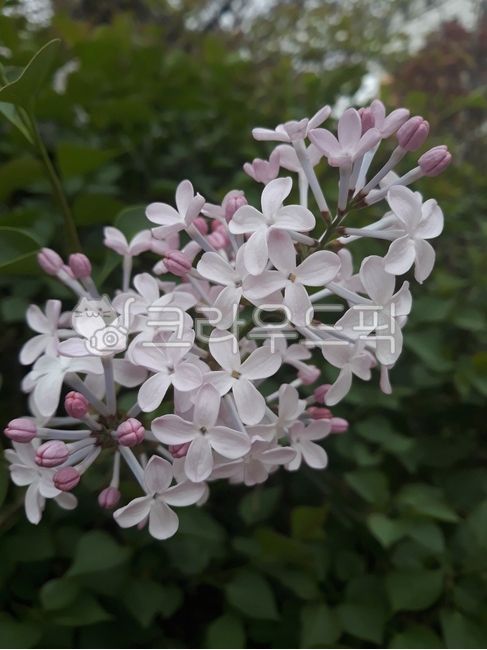 plant,식물,꽃,라일락,syringavulgaris,flower