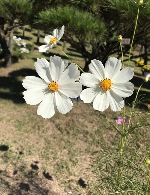 꽃,플라워,flower,코스모스,자연,식물,가을,계절,fall,autumn,season,식물,자연,plants,nature,꽃,flower,plant