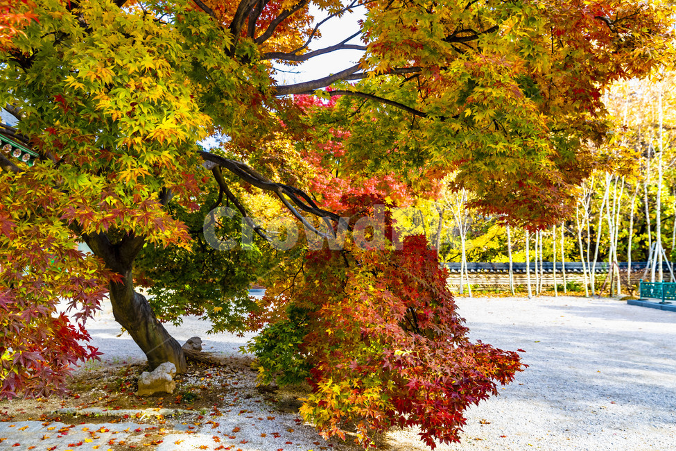 가을,계절,자연,감성,단풍,낙엽,나무,plant,tree,서정,가을낭만,식물,잎,maple,가을,계절,fall,autumn,season,식물,자연,plants,nature,leaf