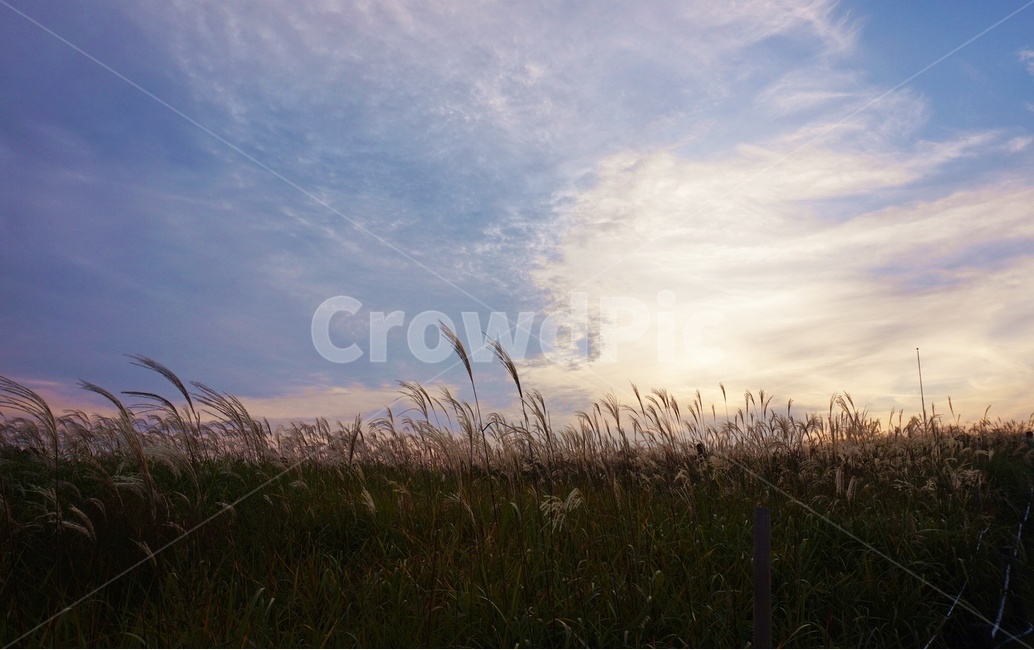 갈대,reed,lawn,잔디,grass,식물,plant,하늘공원,억새,하늘,구름,햇살,태양,해질녘,노을,가을,계절,fall,autumn,season,자연,풍경,nature,landscape,식물,plants
