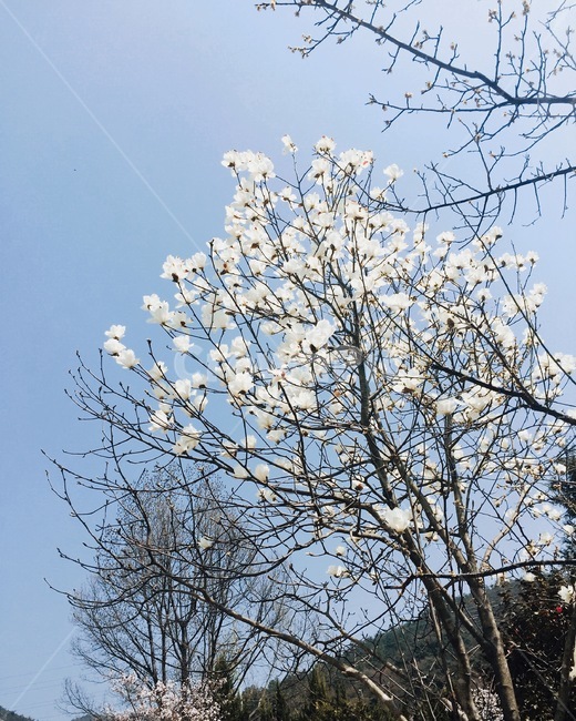 꽃,목련,나무,봄,꽃피는,하늘,자연