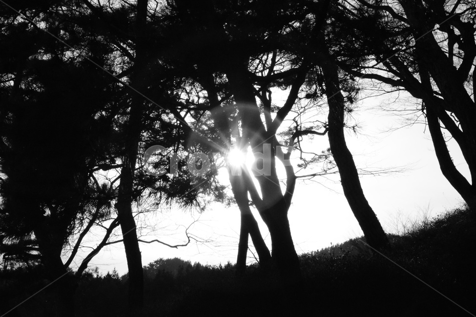흑백,나무,빛,배경,흑백나무,흑백,모노톤,monochrome,black and white