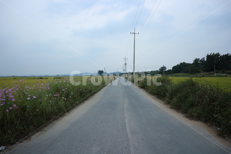 atmosphere,country,cloud,view,road,lonely,sky,flowers,lonesome,lonely scenery,promenade,field,background,secluded road,country road,secluded,countryroad,ricefield,clouds,dreamy,scenery,twilight,fall,gloom,grass,quiet street,nature,countryside,rice field,c
