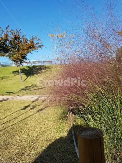 핑크뮬리,하늘,잔디,핑크색,가을,자연,풍경,nature,landscape