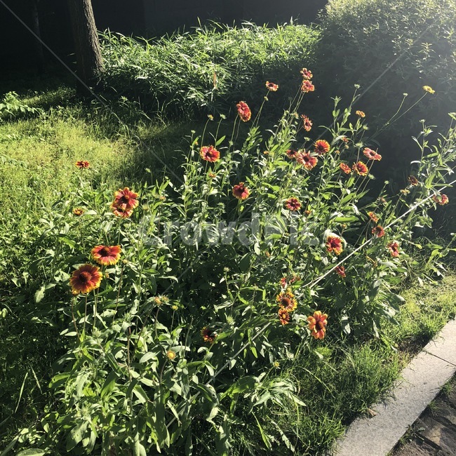 햇빛,식물,꽃,자연,주황,초록,sunshine,plants,flower,nature,orange,green,hizashi,shokubutsu,hana,orenziiro,midori,sunlight,식물,자연,plants,nature,꽃,flower