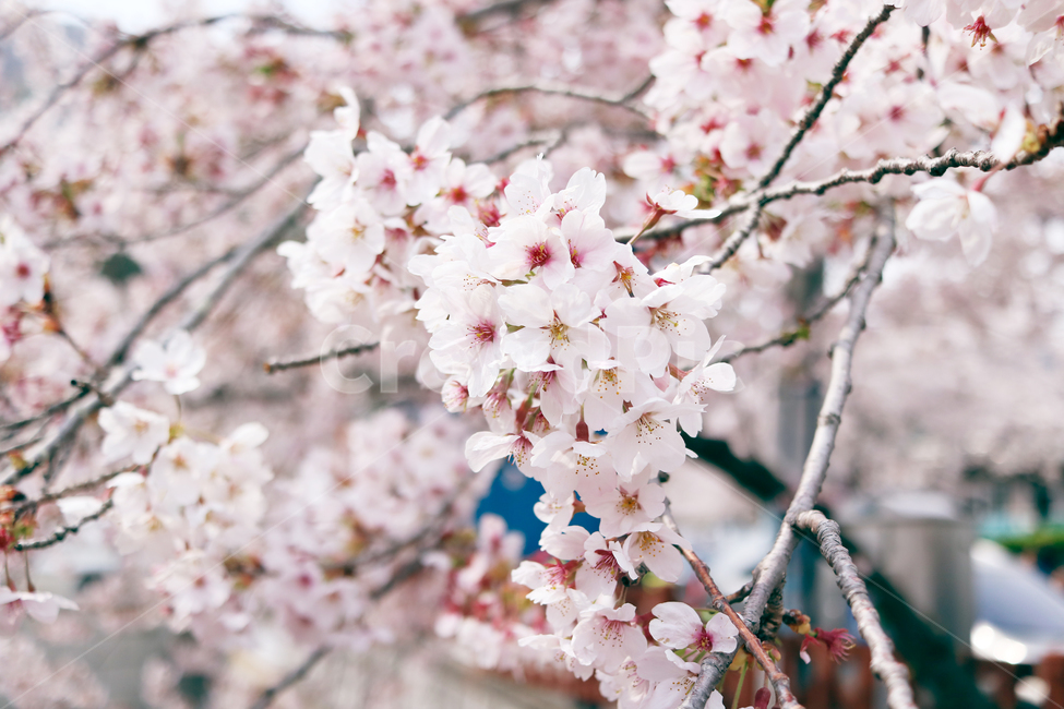 봄,벚꽃,분홍색,군항제,벚꽃축제,봄,계절,spring,season,plant,식물,flower,꽃,blossom