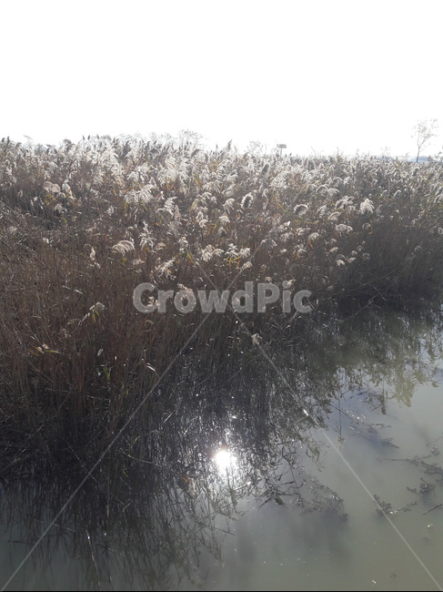 갈대밭,reed,습지,억새풀,연못,강,가을,nature,자연,fall,가을,계절,fall,autumn,season,식물,자연,plants,nature