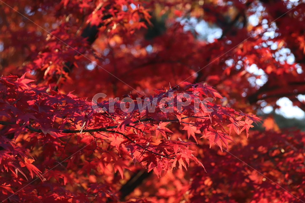 단풍,나무,자연,풍경,가을,가을,계절,fall,autumn,season,식물,자연,plants,nature,plant,leaf,잎,tree,maple