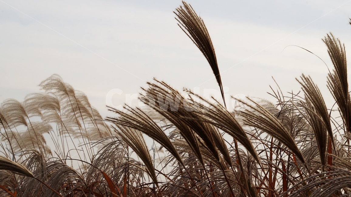 가을,가을풍경,하늘공원,갈대,억세풀,가을,계절,fall,autumn,season,식물,자연,plants,nature,grass,잔디,plant,lawn,reed