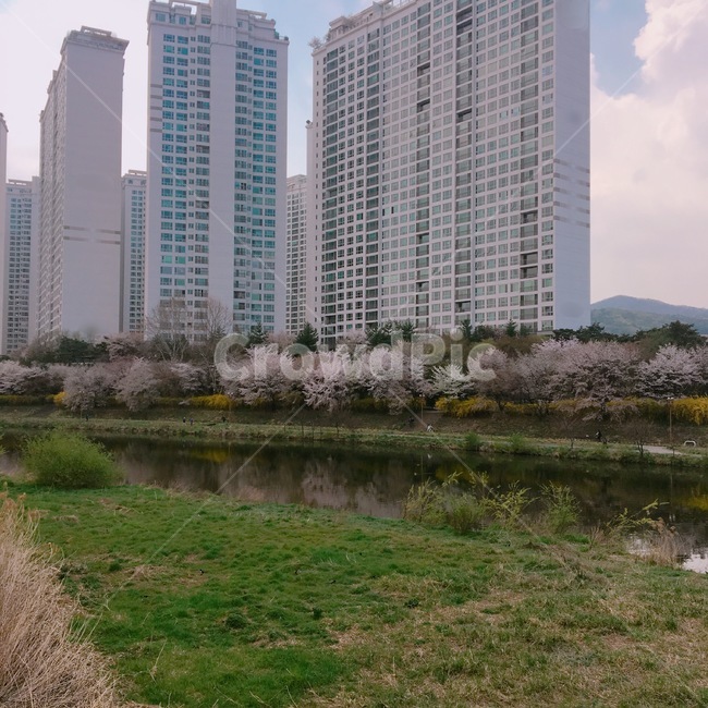 봄,벚꽃,스프링,봄꽃,꽃,봄,계절,spring,season,도시,풍경,city,landscape,high rise,고층 건물,town,시티,building,건물,urban,어반