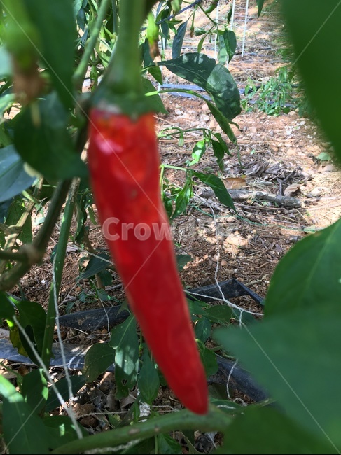 plant,식물,고추,홍고추,농사,땅,흙