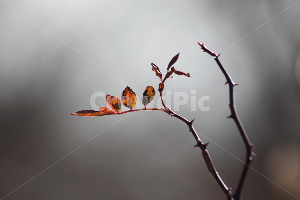 단풍,찔레,나무,식물,multiflorarose,가을,계절,fall,autumn,season