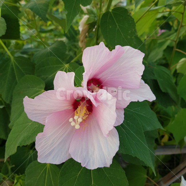 무궁화,무궁화꽃,풀,꽃,풀숲