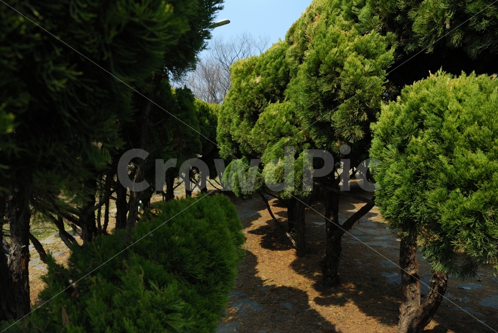 조경,공원,나무,자연,하늘,landscaping,정원,그림자,자연,풍경,nature,landscape,outdoors,옥외,plant,식물,tree
