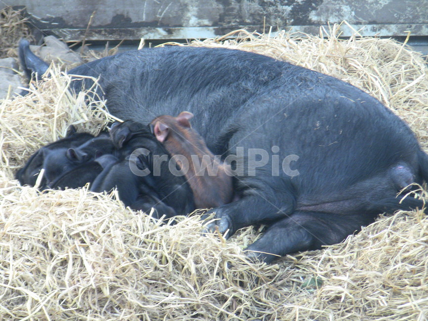 흑돼지,돼지,새끼돼지,가축,동물,포유류,목축업,목장,livestock farming,ranching,pasture
