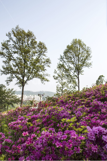 동산,철쭉,공원,감성,풍경,봄,계절,spring,season,자연,풍경,nature,landscape,식물,plants,나무,trees,wood,outdoors,옥외,garden,정원