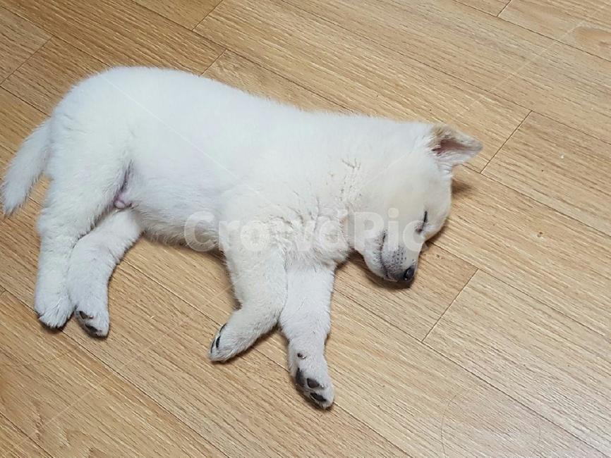 강아지,애완견,잠자는강아지,애완동물,dog