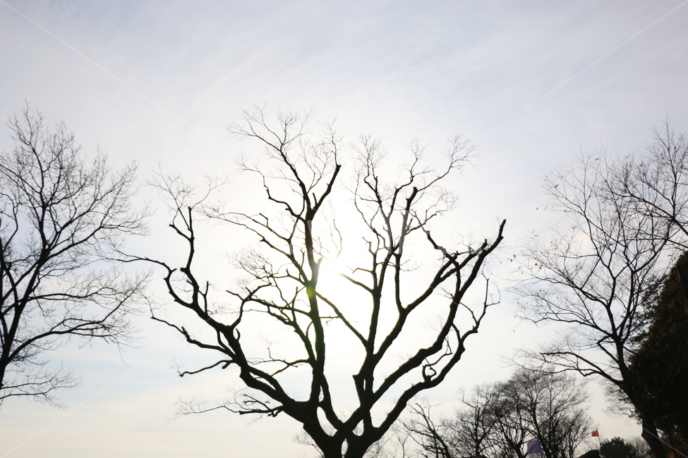 역광,나무,겨울나무,공포,느티나무,자연,풍경,nature,landscape,식물,plants,나무,trees,wood,tree,plant,tree trunk,나무 줄기