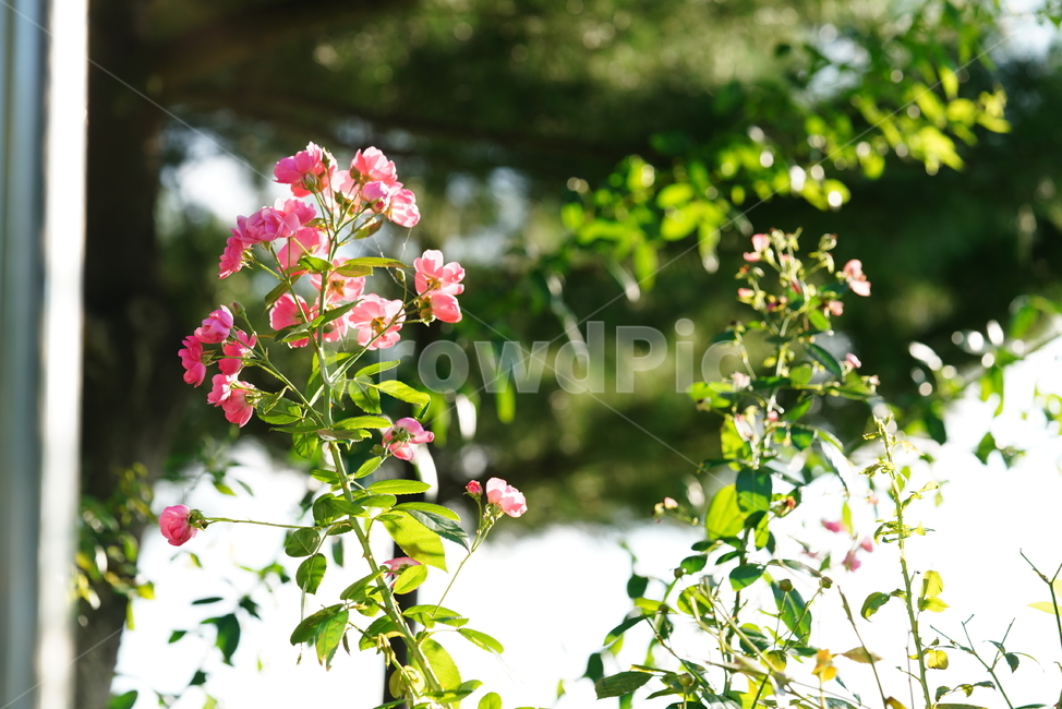 장미,꽃,플라워,식물,생물,생명,flower,plant,식물,자연,plants,nature,꽃,flower