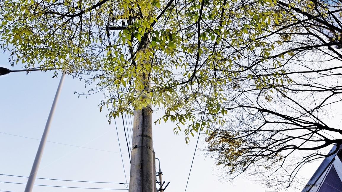 나뭇잎,풀,잡초,길가,전봇대,식물,자연,plants,nature