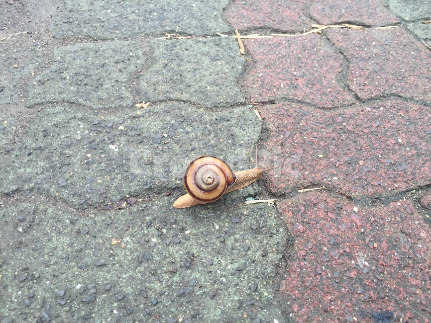제주도,달팽이,아스팔트,snail,자연