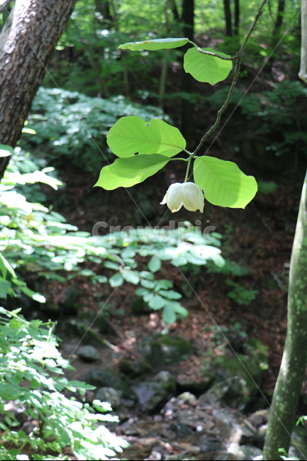 숲속,함박꽃,해빛,나무,꽃,산,식물,자연,plants,nature