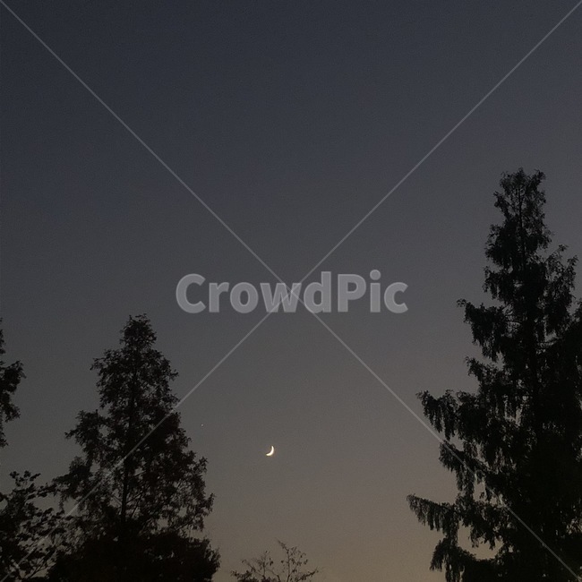 자연,nature,달,밤하늘,moon,하늘,나무,sky,tree