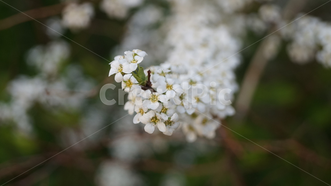 봄,꽃,하얀꽃,조팝나무,flower,식물,자연,plants,nature,꽃,flower
